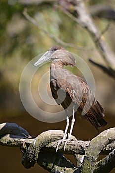 Hamerkop on branch