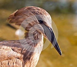 Hamerkop
