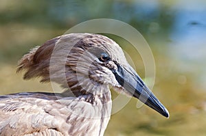 Hamerkop