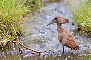 Hamerkop Fishing A Stream