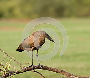 Hamerkop by the Gambia River