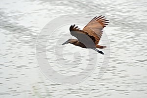 Hamerkop, Hamukungu, Uganda