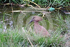 Hamerkop, Hamukungu, Uganda