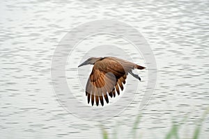 Hamerkop, Hamukungu, Uganda