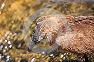 Hamerkop hunting for small fish along the river