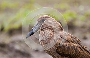 Hamerkop hunting for small fish along the river