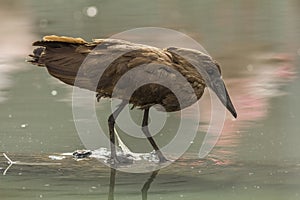 Hamerkop looking for food in the water