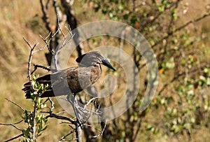 Hamerkop, Masai Mara