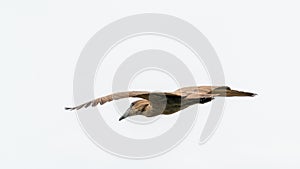 Hamerkop in mid flight