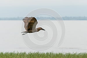 Hamerkop in mid flight