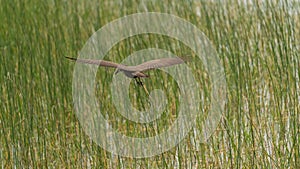 Hamerkop in mid flight
