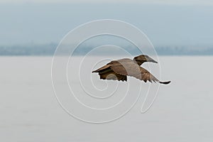 Hamerkop in mid flight