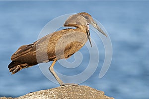 Hamerkop next to Lake Malawi