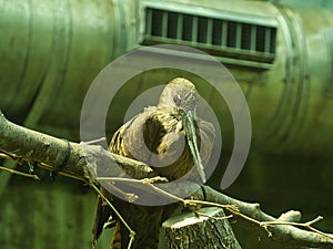 Hamerkop Perched on a Branch at Topeka Zoo