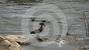 Hamerkop prepared for fishing while crocodile emerges