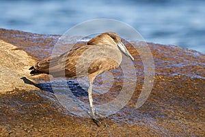 Hamerkop on a rock