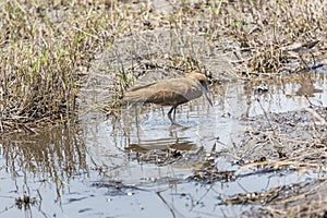 Hamerkop (Scopus umbretta), an African wading bird