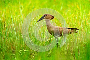 Hamerkop, Scopus umbretta, in the green grass. wet season in Africa. Brown bird in the nature habitat. Wildlife scene from Moremi,