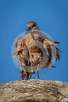 Hamerkop shakes itself on branch in sunshine