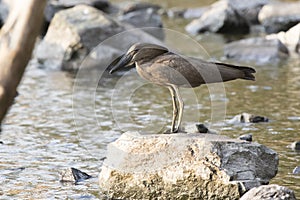 Hamerkop standing on stones by the lake