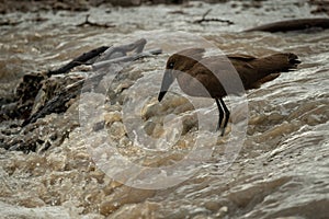 Hamerkop stands in river waiting for fish