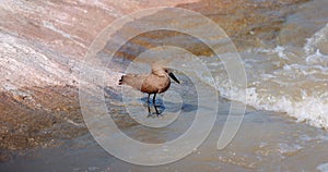 Hamerkop wading bird stands in rapids hunting fish. Unique African birds. Africa