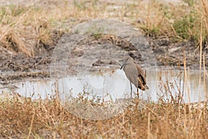 Hamerkop by water