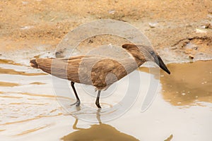 hamerkop who wades in a small river