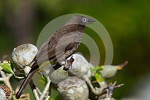 hamerkop who wades in a small river