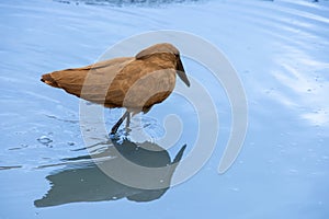 hamerkop who wades in a small river