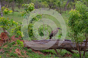 hamerkop who wades in a small river