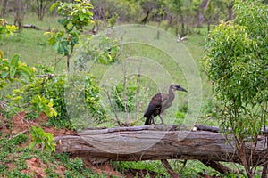 hamerkop who wades in a small river