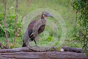 hamerkop who wades in a small river