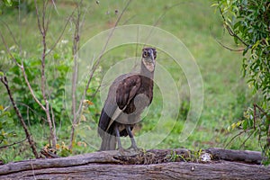 hamerkop who wades in a small river