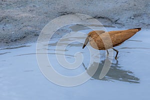 hamerkop who wades in a small river