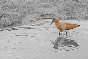 hamerkop who wades in a small river