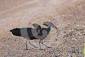 Hamerkops, Maasai Mara Game Reserve, Kenya