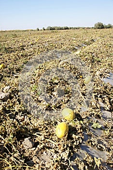 Hami melon cropland