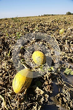 Hami melon in farmland