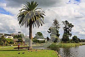 Hamilton, New Zealand. Trees around Lake Rotoroa