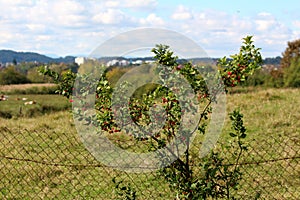 Hamiltons spindletree or Euonymus hamiltonianus tree filled with reddish fruit capsules holding brown seeds with orange arils photo