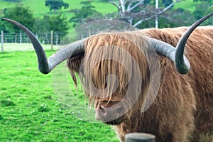 Hamish the Highland bull