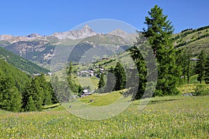 The hamlet Molines en Queyras, located in Saint Veran valley with flowers in the foreground and  Rochebrune mountain peak