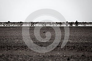 Hammada Desert Mirage