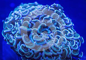 Hammer Coral