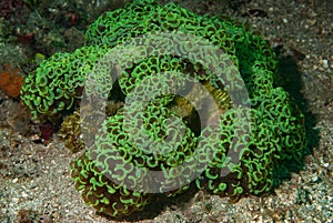 Hammer Coral Fimbriaphyllia ancora