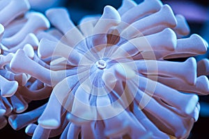 Hammer coral tentacles