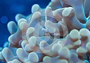 Hammer coral tentacles