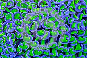 Hammer coral tentacles purple and green