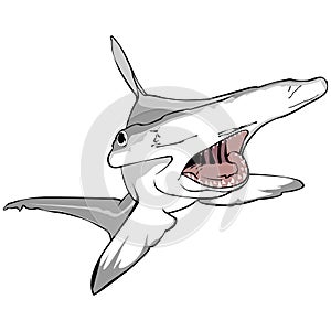 Hammer Head Shark illustration